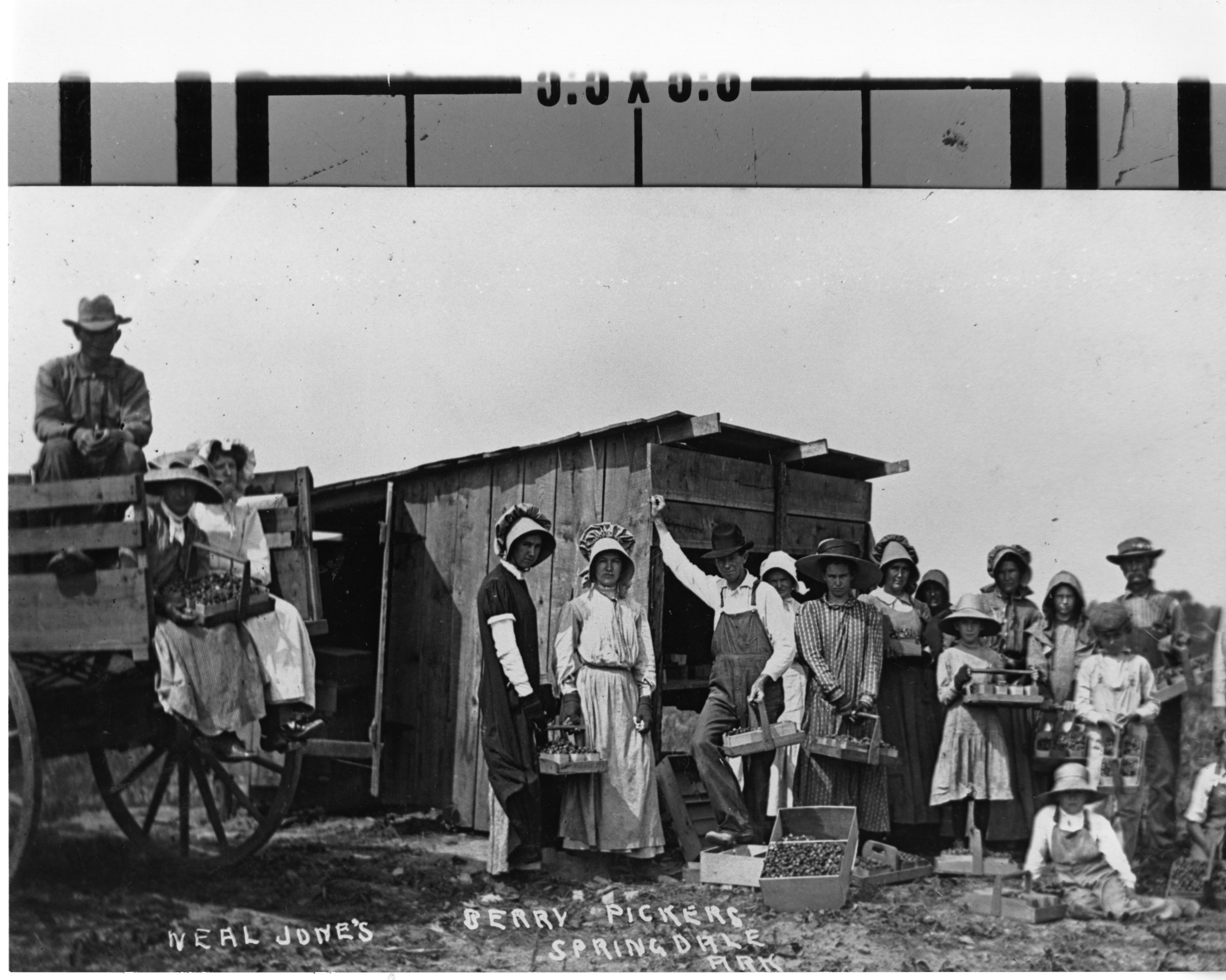Neal Jones' berry pickers, Springdale, ca. 1900 Neal Jones' berry pickers, Springdale, ca. 1900