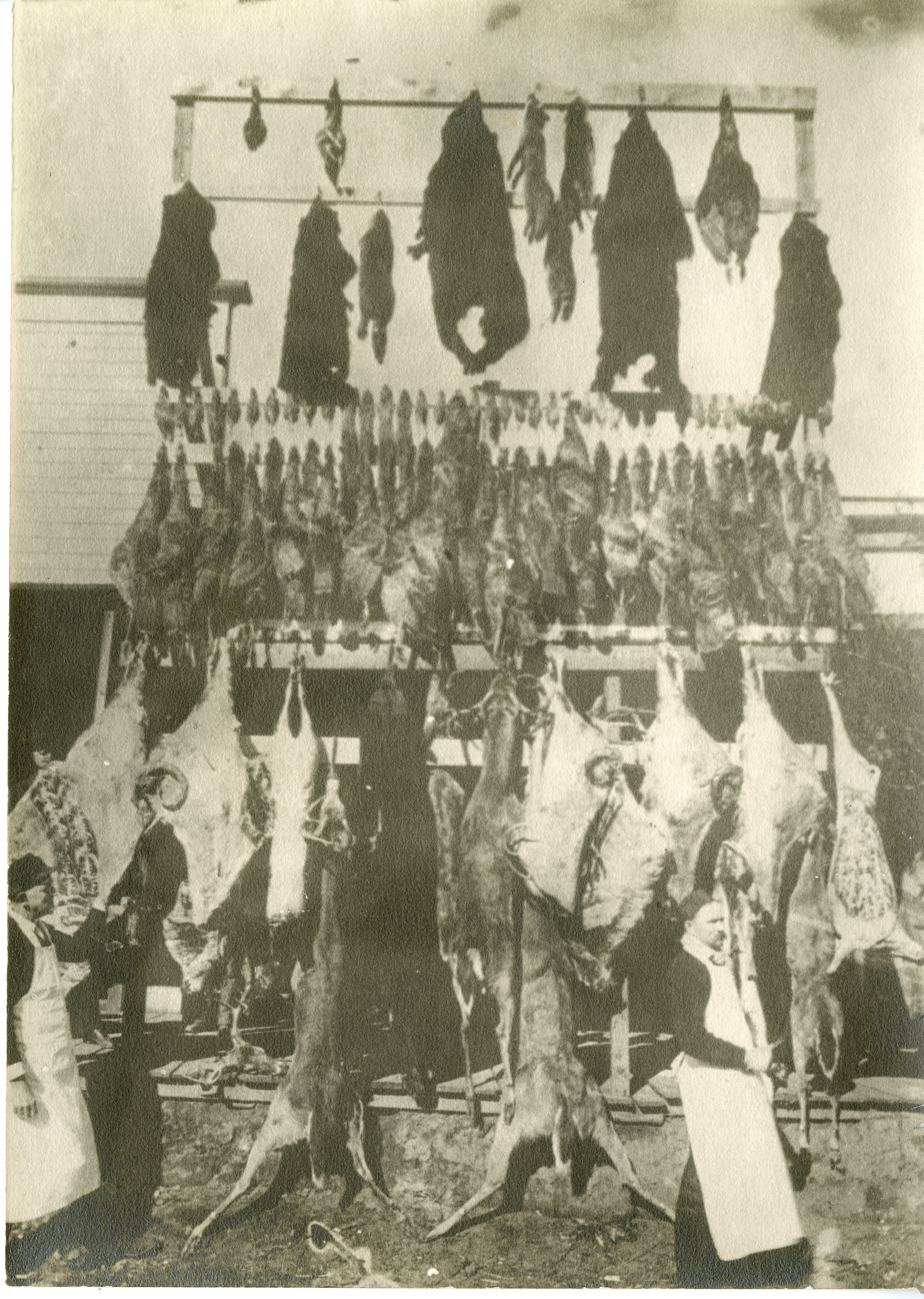 Two butchers stand near game hanging from racks in Woodrow, Scott County, ca. 1890s Two butchers stand near game hanging from racks in Woodrow, Scott County, ca. 1890s