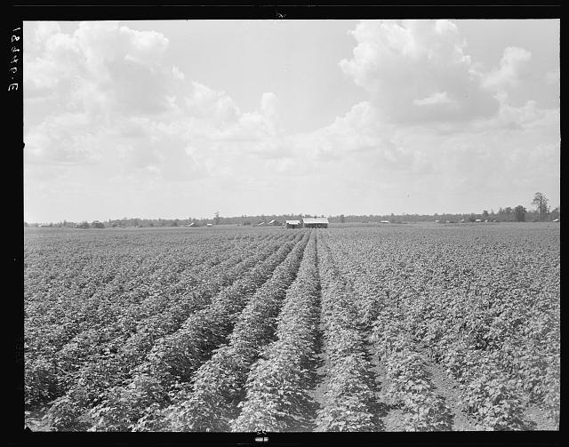 Cotton-field-in-MS-County-AR