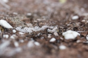 Close up of fossils in limestone used to build cabin.