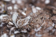 Close up of fossils in limestone used to build cabin.