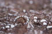 Close up of fossils in limestone used to build cabin.