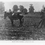 Scott Bond Plowing a Row, Black and White Photo