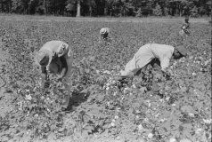 Picking Cotton near Lehi, Arkansas, 1938