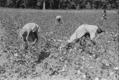 Picking Cotton near Lehi, Arkansas, 1938 Picking Cotton near Lehi, Arkansas, 1938