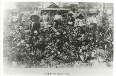 Children Picking Cotton, undated