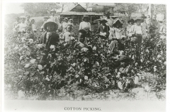 Children Picking Cotton, undated Children Picking Cotton, undated