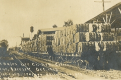 Cotton Bales Loaded on Train Cars in Lee County, October 1912