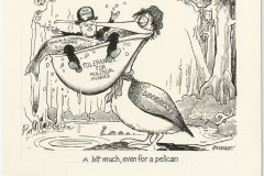"A bit much, even for a pelican" by Jon Kennedy
